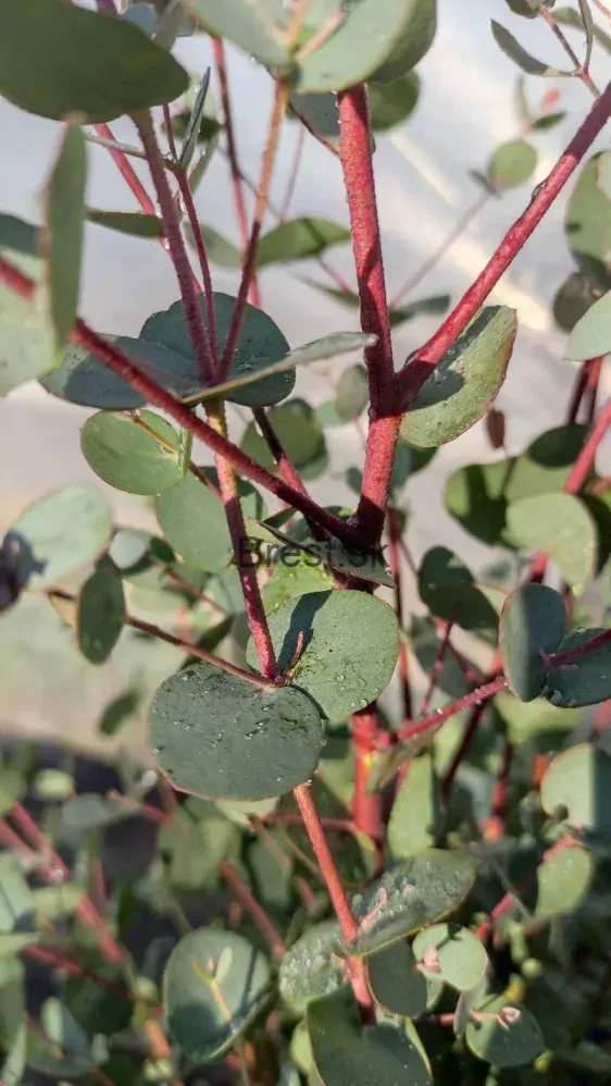 Eukalyptus Gunnov